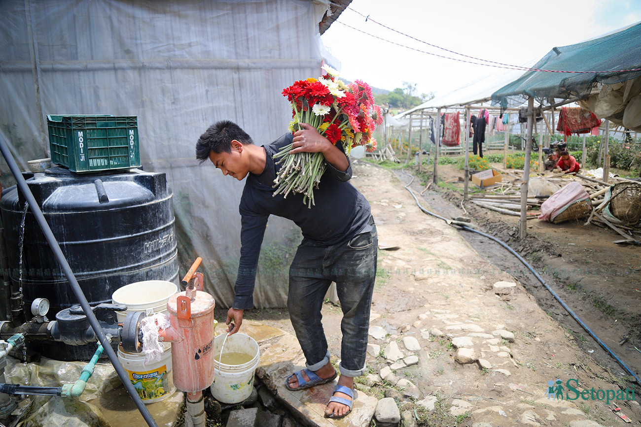 https://www.setopati.com/uploads/shares/किनमेल/कृषि/तस्बिरहरु/Flower dumping (1).jpg